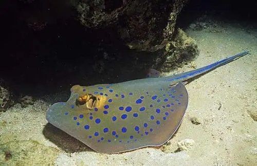 魟魚怎么讀