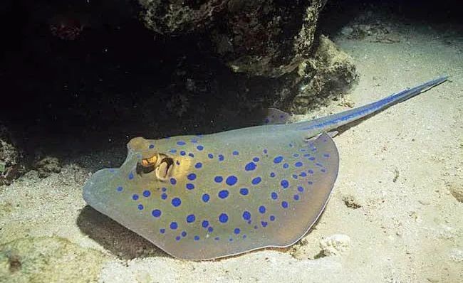 魟魚怎么讀