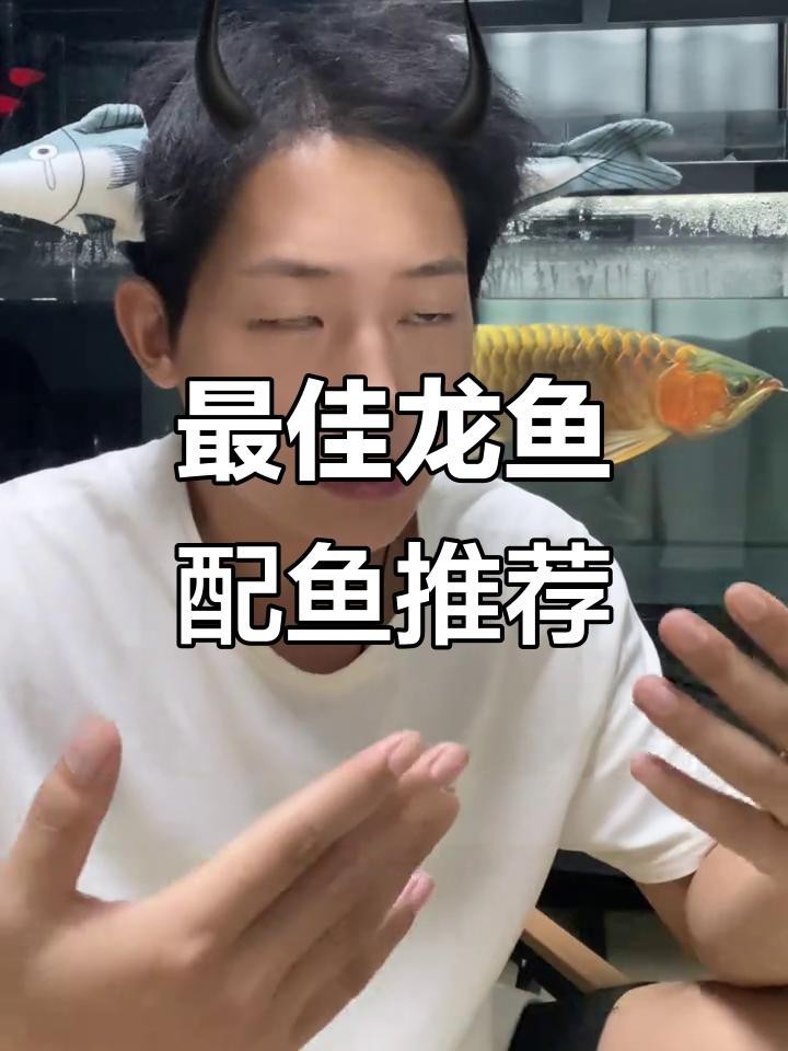 龍魚混養時如何避免沖突？