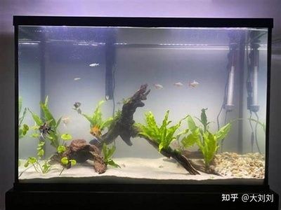 高錳酸鉀清洗方法：高錳酸鉀在魚缸中的使用