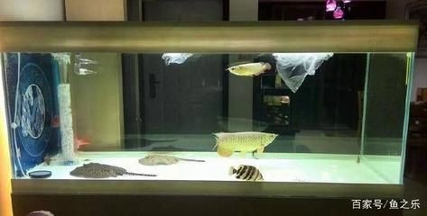 高錳酸鉀清洗方法：高錳酸鉀在魚缸中的使用