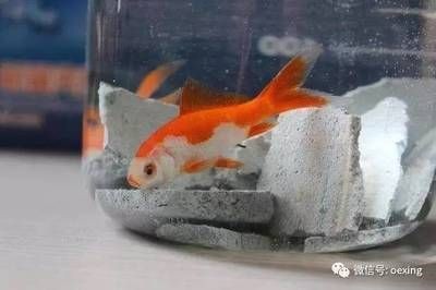 夢魚缸的魚死了：夢見魚缸的魚死了