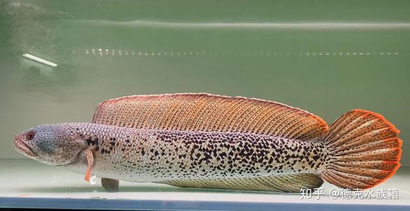 五斑雷龍魚能長多大