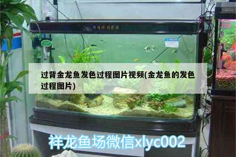 莊河市華奇水族店