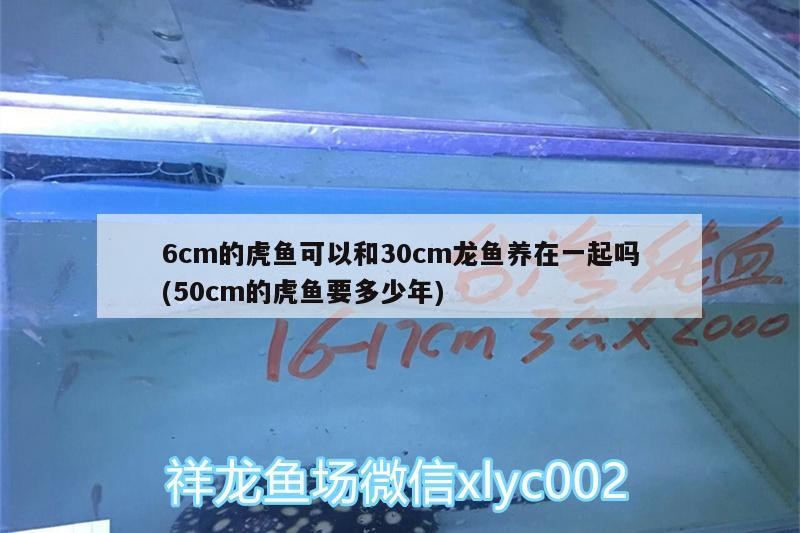 莊河市華奇水族店