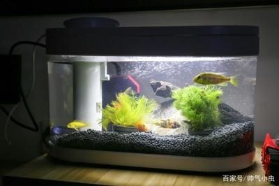 小米魚缸測評：小米智能魚缸怎么樣