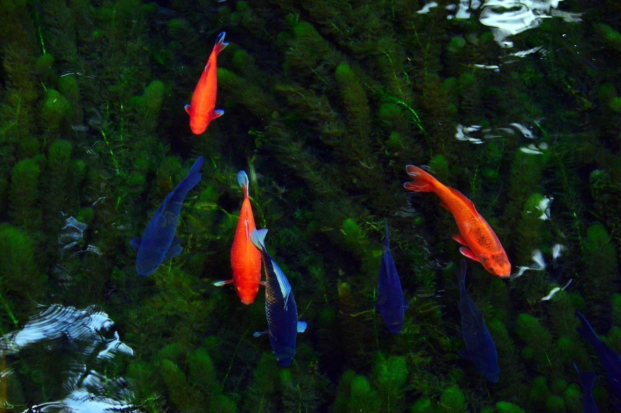 龍魚高背過背鑒定圖（銀龍魚高背與過背圖解）