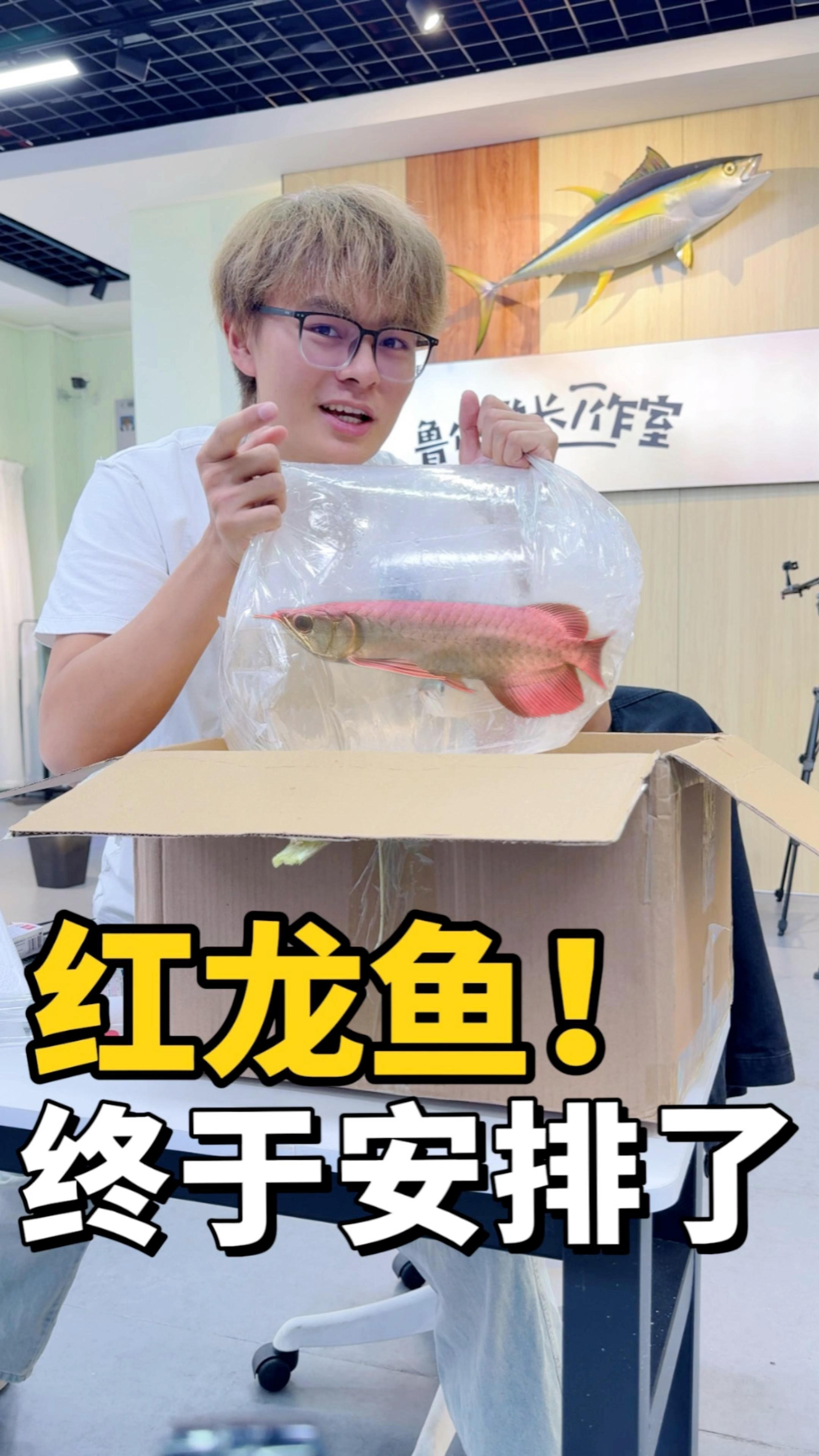 紅龍魚雙養有哪些注意事項