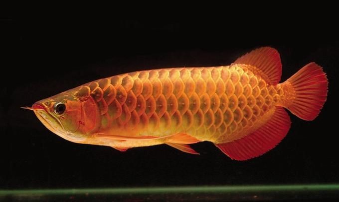紅龍魚(yú)金龍魚(yú)哪個(gè)貴，紅龍魚(yú)和金龍魚(yú)哪個(gè)貴？