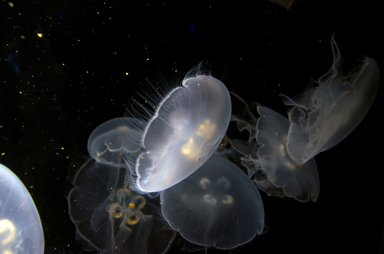 銀龍魚嘴爛了怎么處理：銀龍魚的嘴尖爛了能恢復嗎 銀龍魚嘴爛了怎么處理：銀龍魚的嘴尖爛了能恢復嗎 銀龍魚百科 第1張