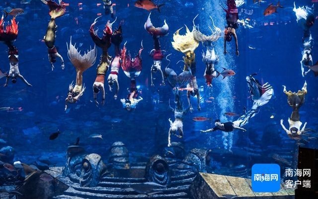 楊博文的美人魚潛水成績?nèi)绾危? title=