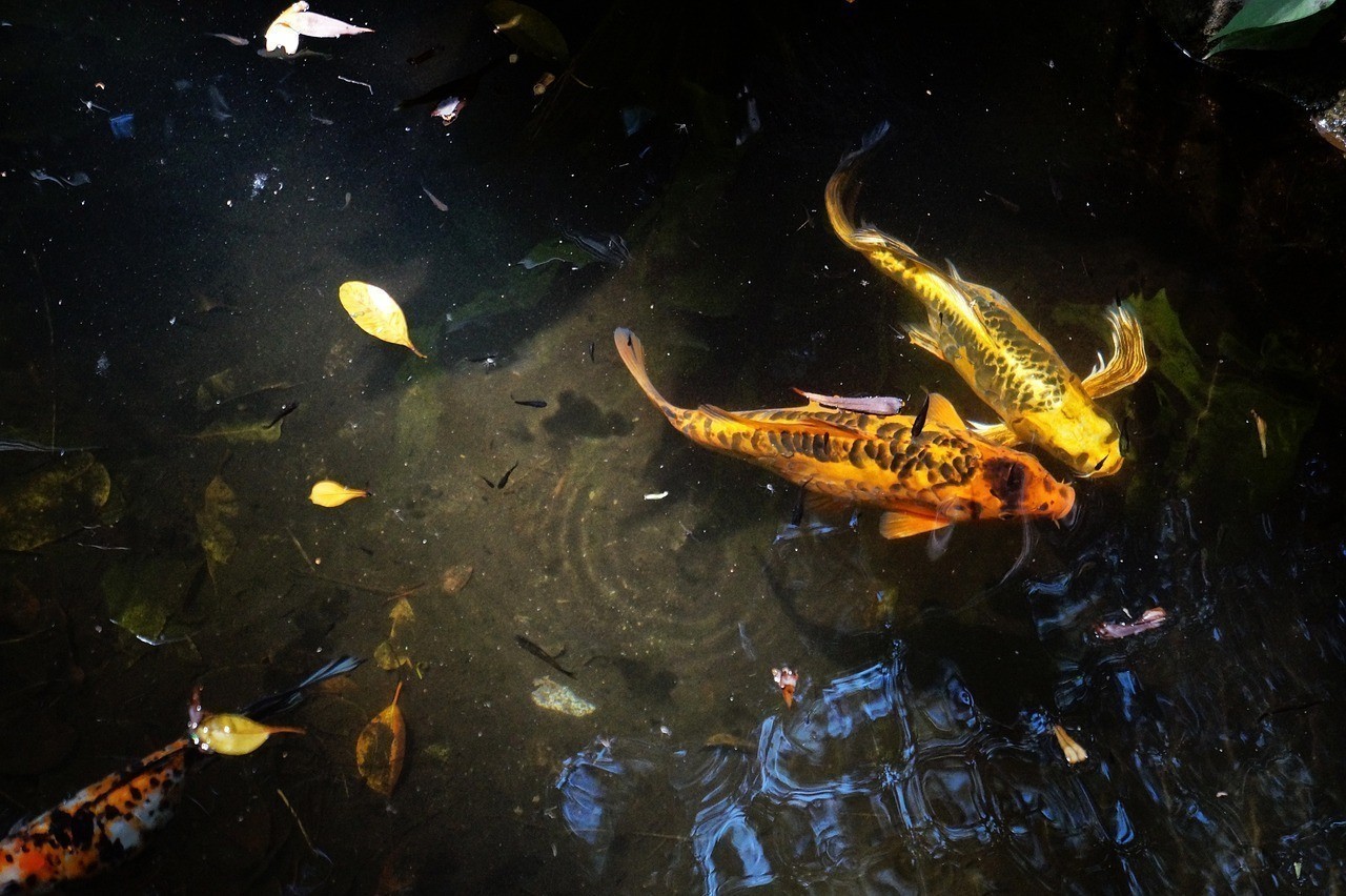 水族水歌大全