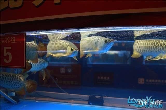 如何查詢往屆長城杯龍魚錦標賽獲獎名單？