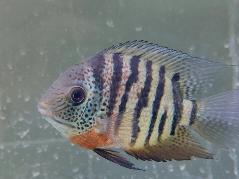 帝王菠蘿魚最佳混養搭檔