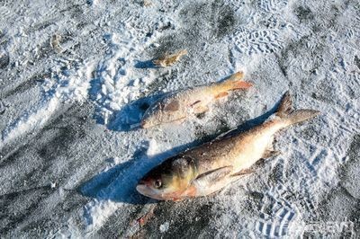 北京賣龍魚的地方有哪些店：北京賣龍魚的地方有哪些？全面盤點龍魚購買指南