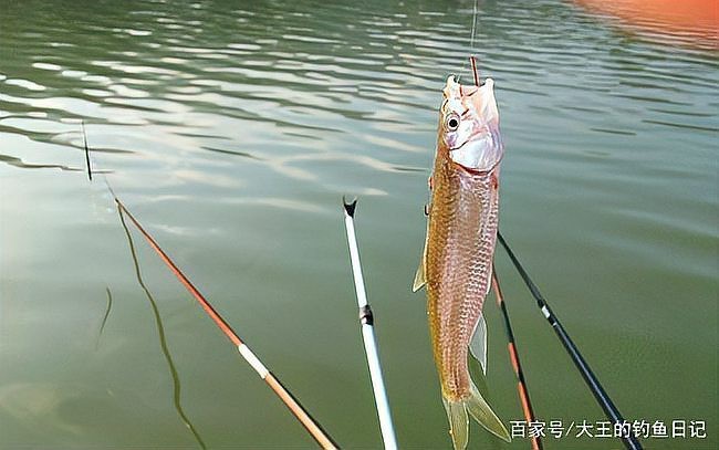 水庫晚上炸水一般是什么魚
