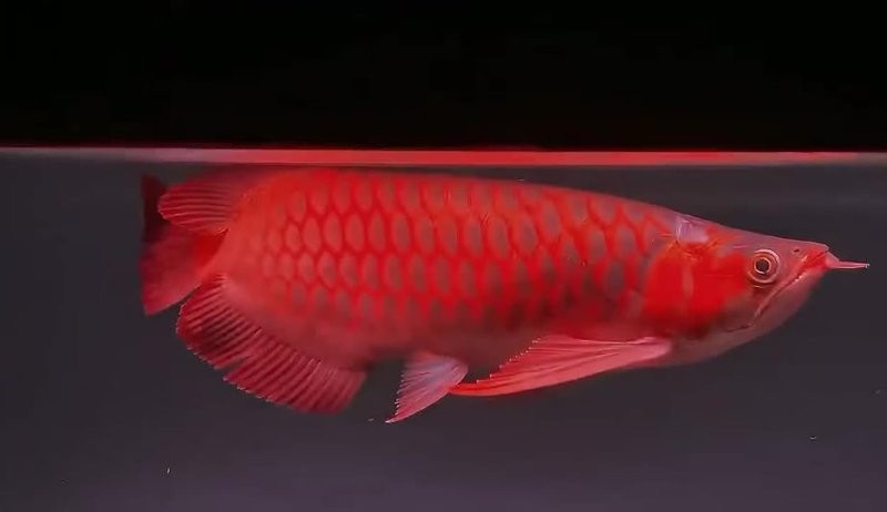 哪里可以觀看紅龍魚比賽的完整視頻？