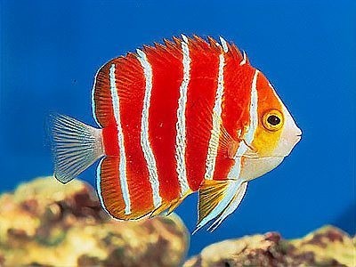 詳細閱讀:哪種魚是世界上最貴的觀賞魚? 哪種魚是世界上最貴的觀賞魚?