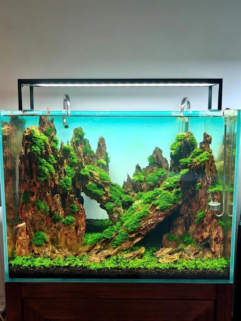 草缸國際大賽作品