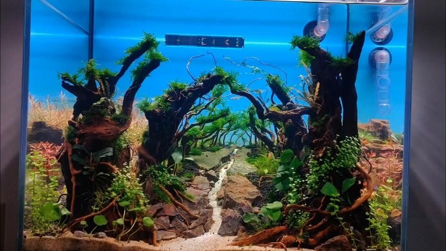 草缸國際大賽作品