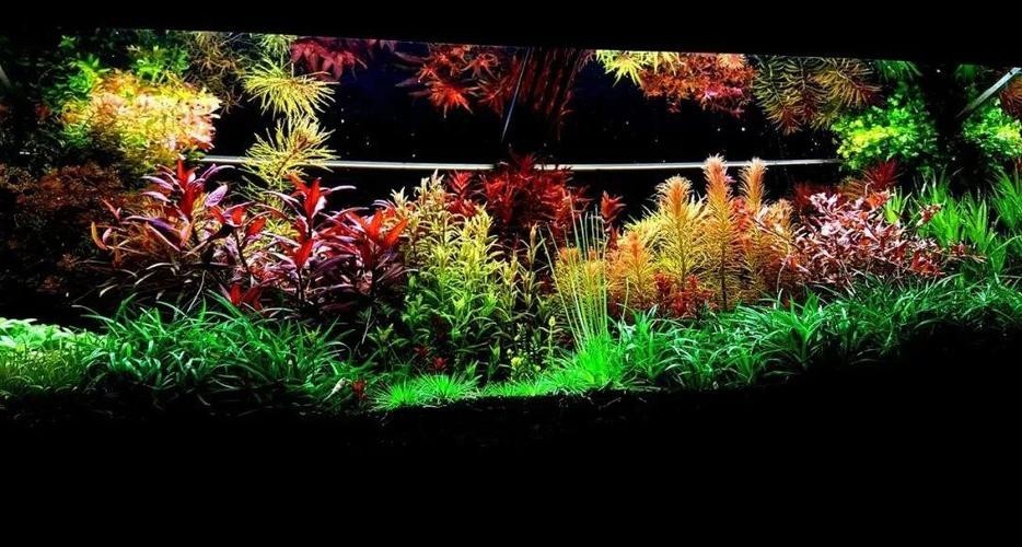 草缸國際大賽作品