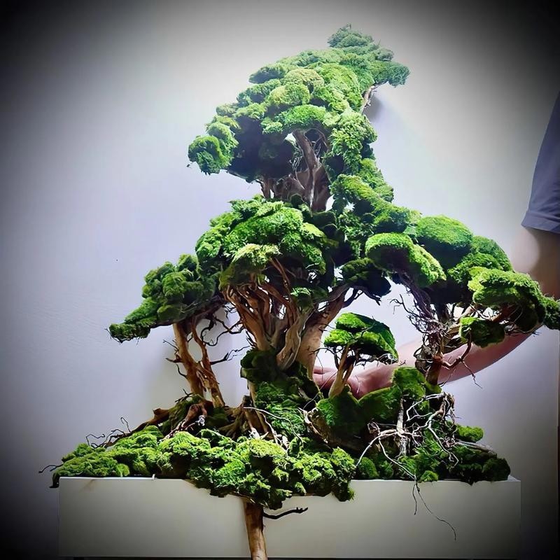 草缸國際大賽作品