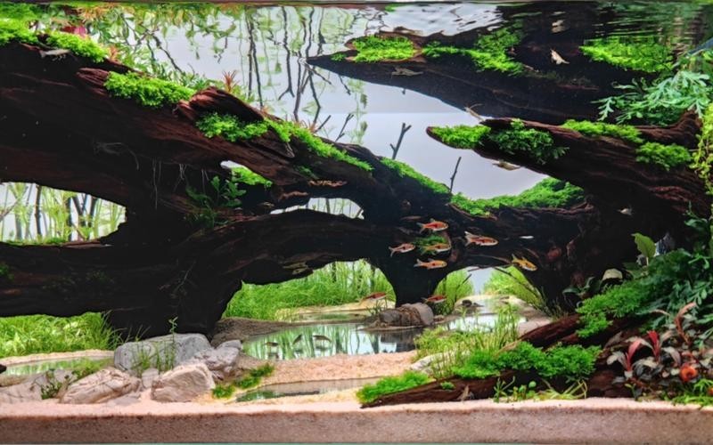 草缸國際大賽作品