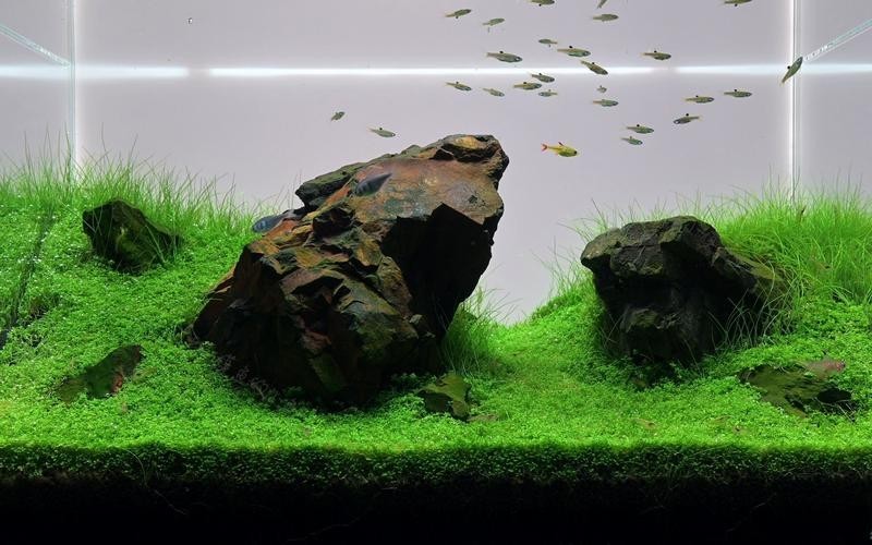 草缸國際大賽作品