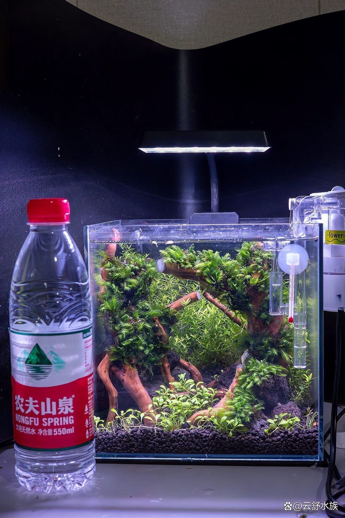 草缸國際大賽的評選標準是什么？ 草缸國際大賽的評選標準是什么？ 2025長城杯龍魚大賽 第4張