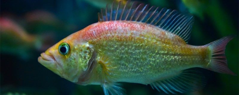 魚缸連續死魚什么原因為什么魚一直死
