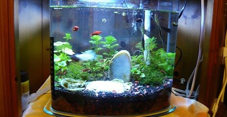 花盆改魚缸是否破壞風水，風水魚缸的養護秘籍想要魚缸既美觀又符合風水之道：花盆改魚缸是否破壞風水