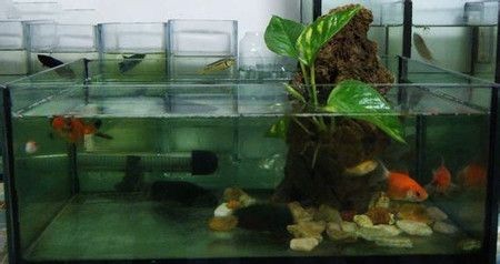花盆改魚缸是否破壞風水，風水魚缸的養護秘籍想要魚缸既美觀又符合風水之道：花盆改魚缸是否破壞風水