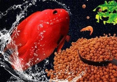 龍魚飼料中維生素種類：如何判斷龍魚飼料中維生素含量標準