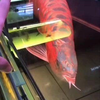 網上買紅龍魚有沒有坑（紅龍魚價格虛高怎么辦）