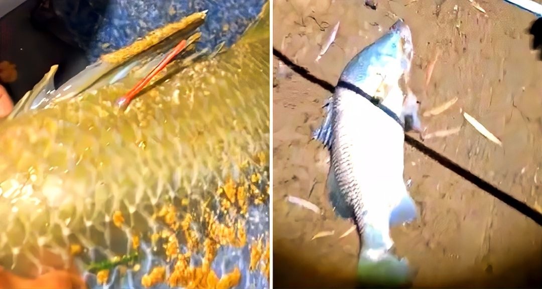 釣魚比賽100萬獎金