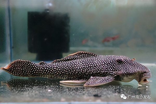 觀賞魚在什么地方