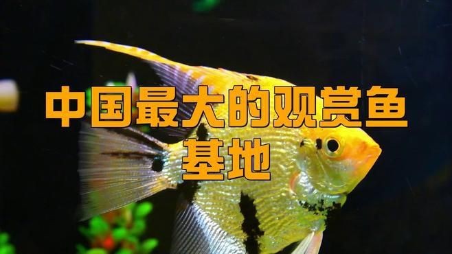 觀賞魚在什么地方