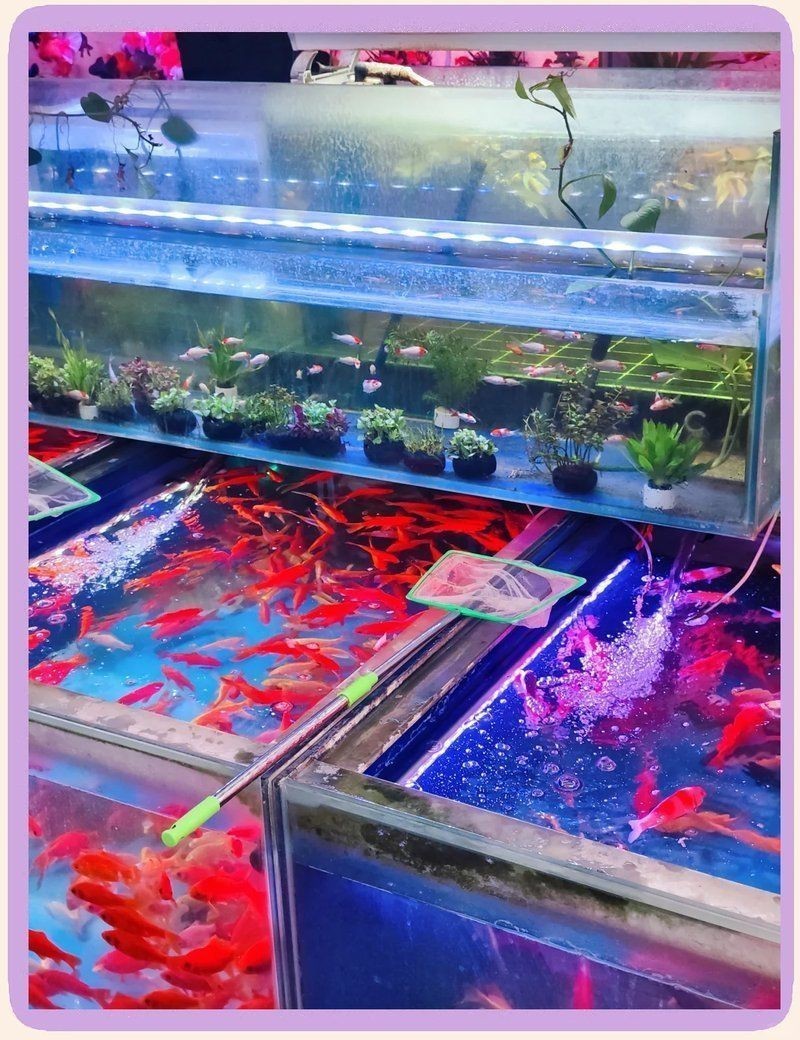 觀賞魚在什么地方