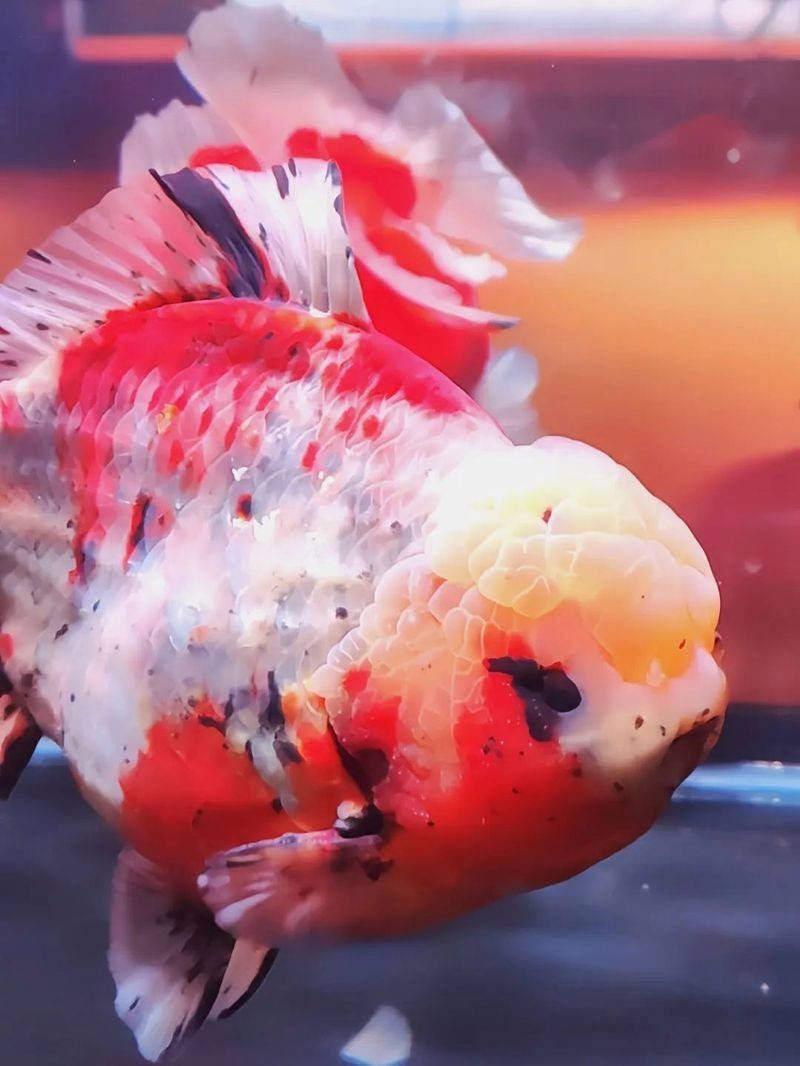 福州“福魚大賽”的冠軍魚