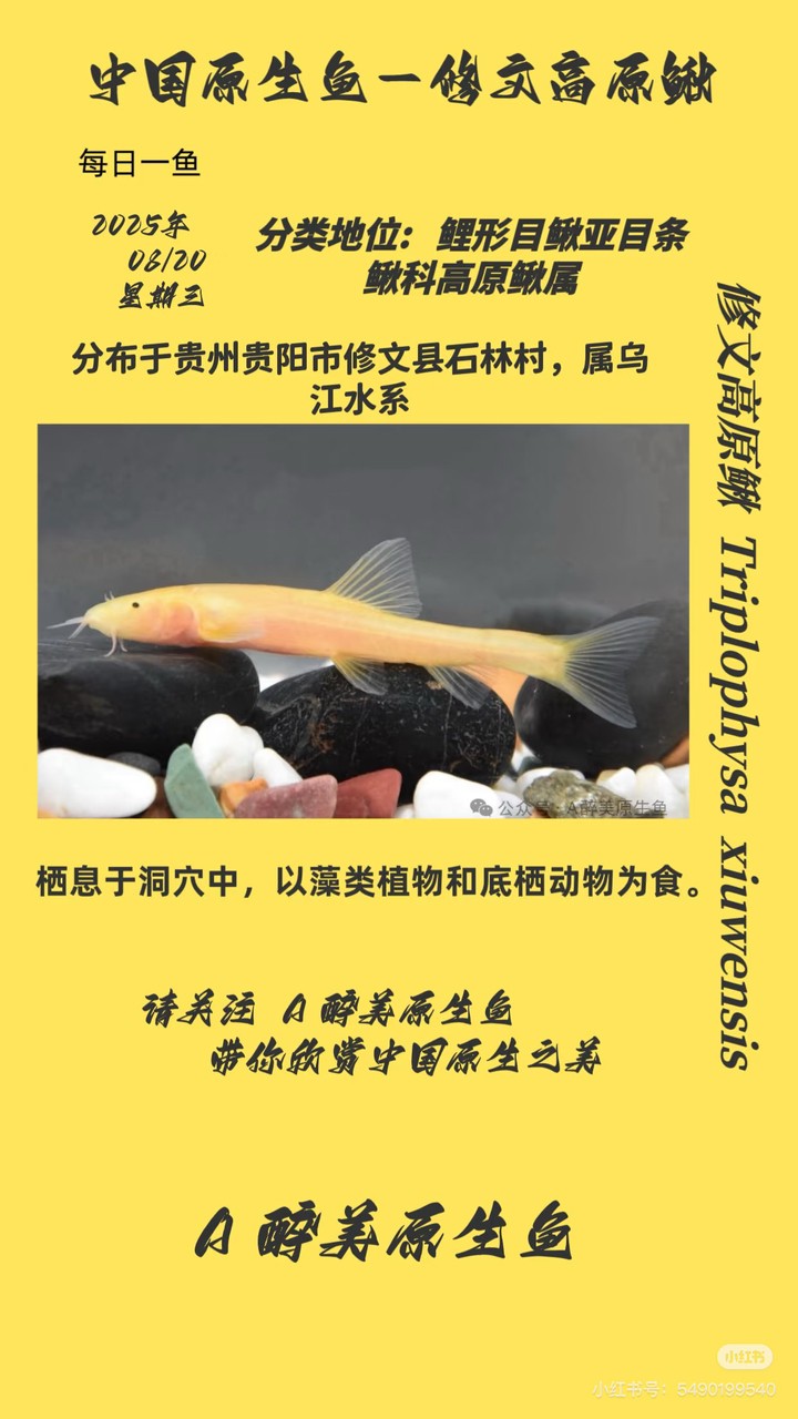 修文高原鰍