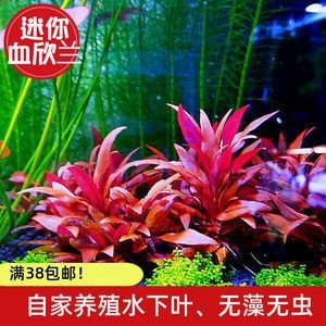 淡水魚缸養什么植物（適合淡水魚缸的植物）