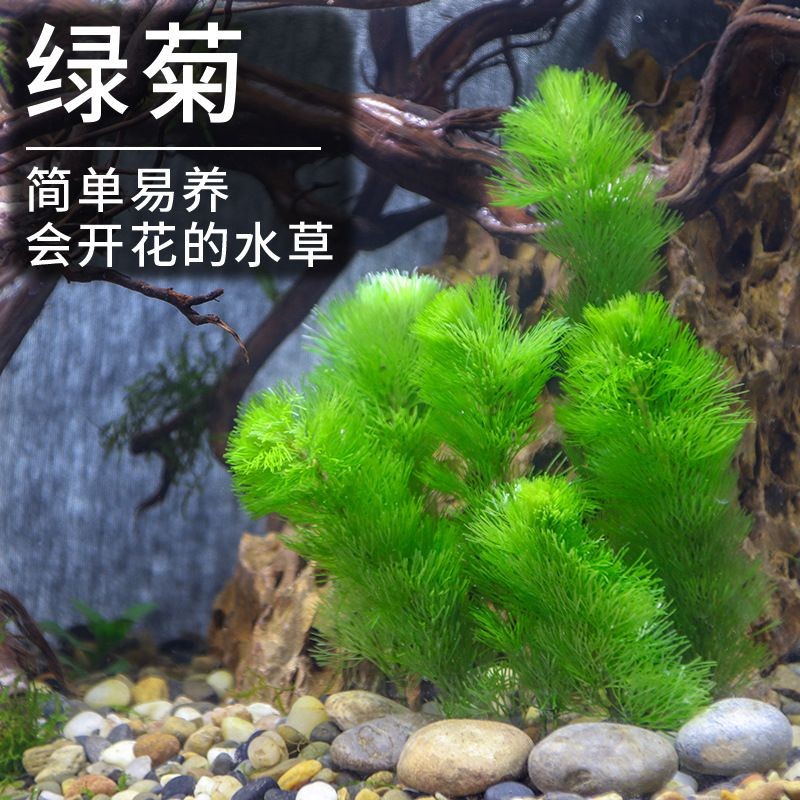 淡水魚缸養什么植物（適合淡水魚缸的植物）