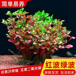 淡水魚缸養什么植物（適合淡水魚缸的植物）