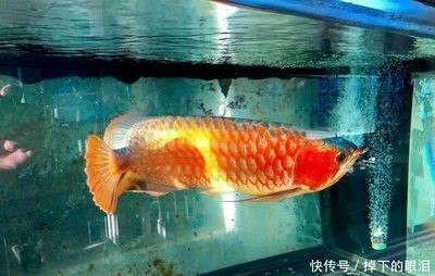怎樣把龍魚養得又寬又大又長呢：龍魚掉眼怎么辦