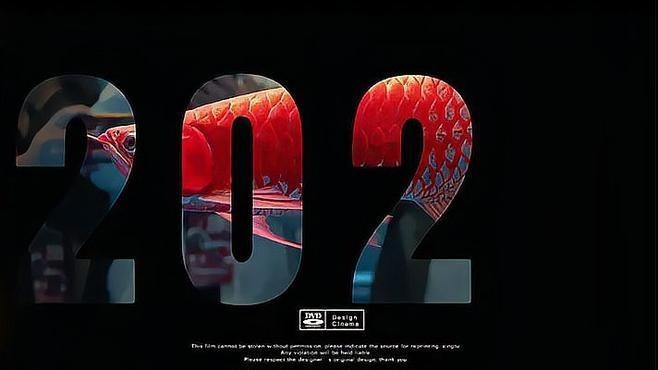 龍魚2024年賽程表最新