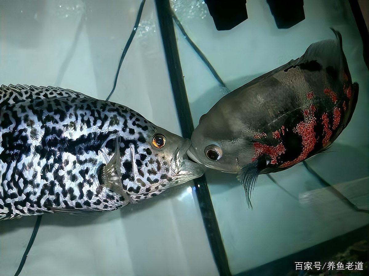 龍魚大賽中死魚事件是否常見？