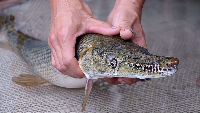 虎紋鴨嘴魚能長多大