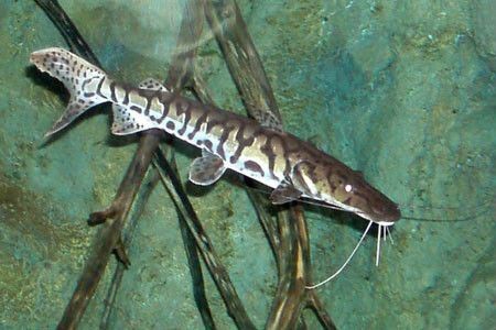 虎紋鴨嘴魚能長多大
