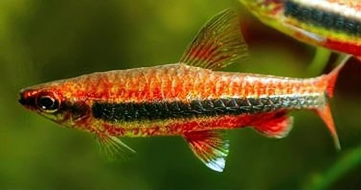 如何降低高密度養魚的風險？