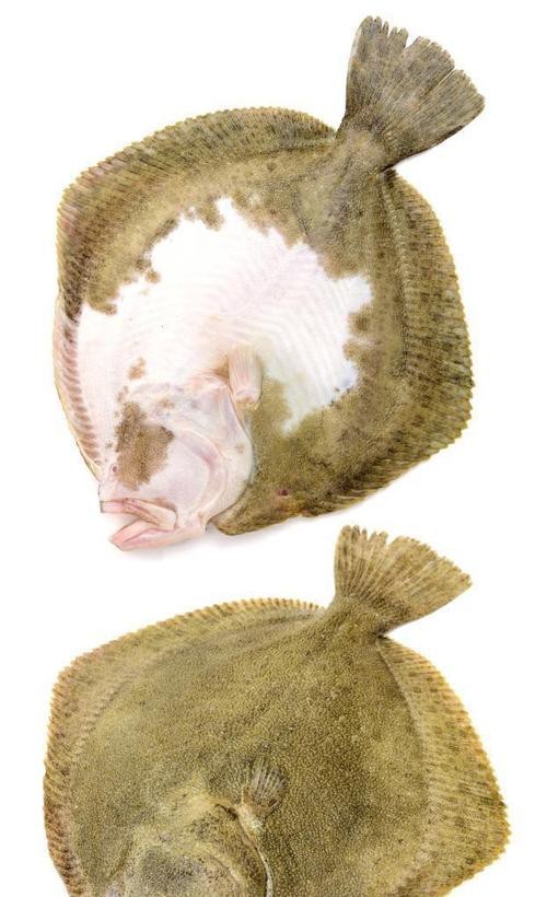 多寶魚圖片 多寶魚圖片 龍魚論壇 第6張